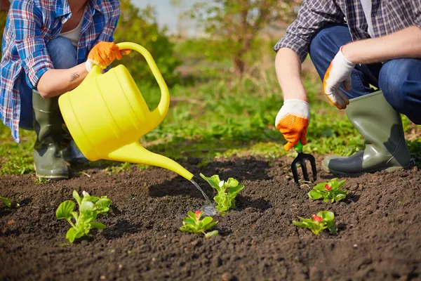 Farmers taking care of plants — Stock Photo, Image