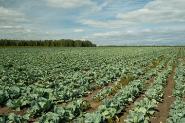 Yeşil sebzeli lahana tarlası manzarası
