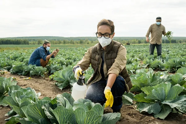 Jóvenes agricultores rociando cabezas de col verde con pesticidas —  Fotos de Stock