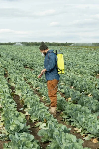 Vista lateral de los jóvenes agricultores rociando pesticidas sobre las coles — Foto de Stock