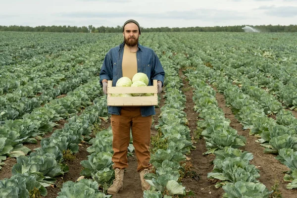 Agricultor barbudo en caja de ropa de trabajo con coles en el campo — Foto de Stock