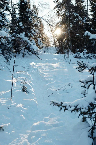 Del av vinterskog med snödrivor och första träd — Stockfoto