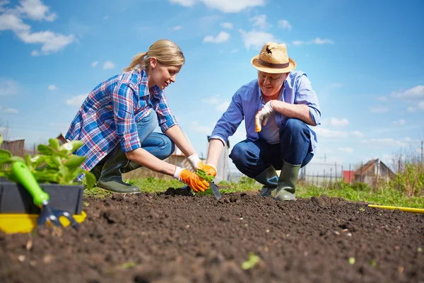 Couple of farmers seedling sprouts — Stock Photo, Image