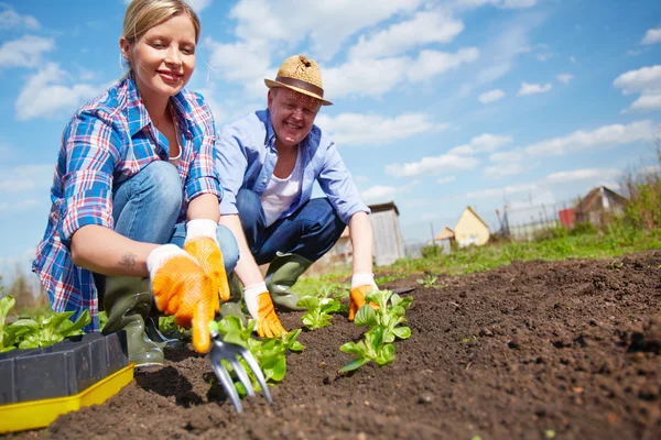 Farmers seedling sprouts — Stock Photo, Image