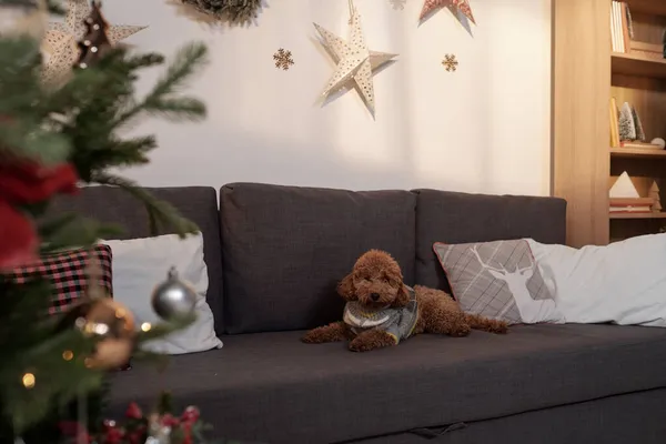 Söt sällskapsdjur i grå tröja avkopplande på soffa i vardagsrum — Stockfoto