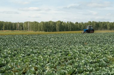 Traktörlü lahana tarlası
