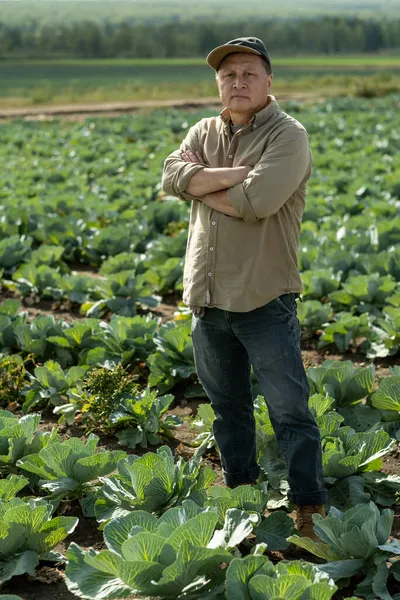 Confiado granjero asiático en campo de col — Foto de Stock
