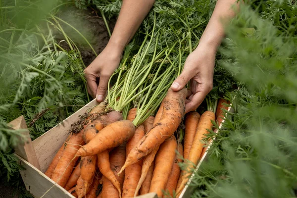 Poner zanahorias en caja —  Fotos de Stock