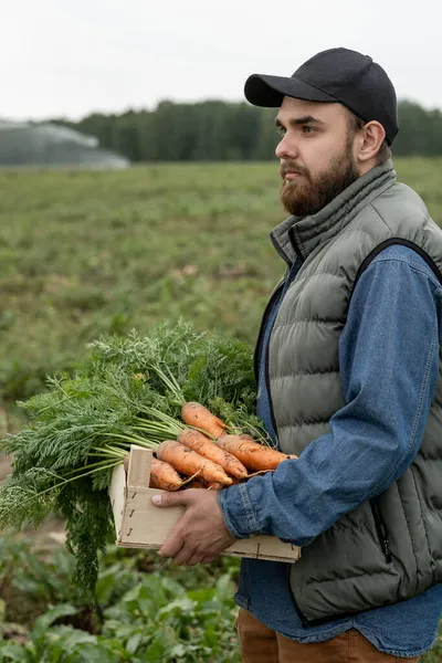 Agricultor barbudo con caja de zanahorias — Foto de Stock