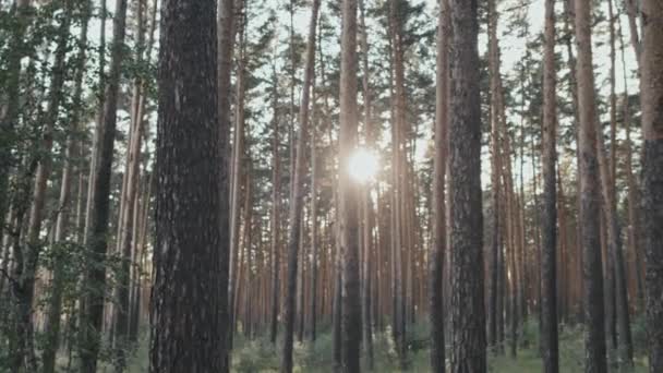 Отслеживание Солнечных Лучей Сияющих Через Деревья Лесу Летний День — стоковое видео