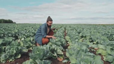 Yüzünde sakalı olan genç adam çiftlikte büyüyen lahanaların kalitesini ve sağlığını kontrol ediyor ve dijital tablet üzerine notlar alıyor.