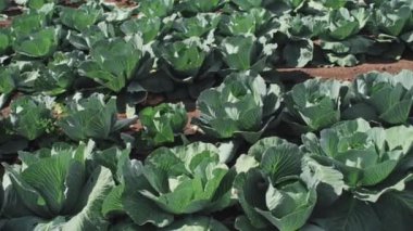 Yatay yüksek açı görüntüsü. Kimse tarlada büyüyen lahanaların görüntülerini çekmedi.