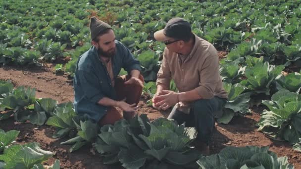 Vysoký Úhel Pohledu Záběr Zralého Zemědělce Vysvětlující Nového Zaměstnance Jak — Stock video