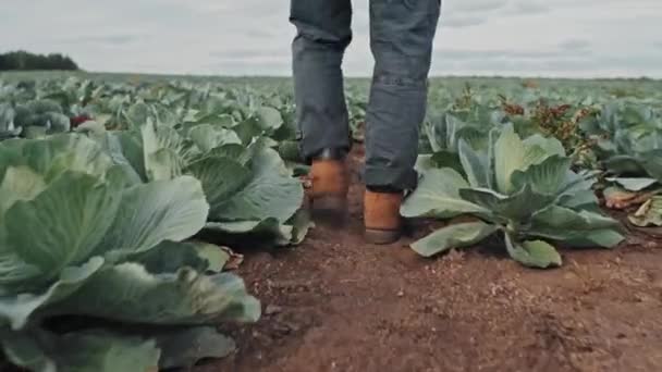 Nízká Sekce Sledování Záběr Nerozpoznatelný Farmář Pracovník Procházky Podél Zelných — Stock video