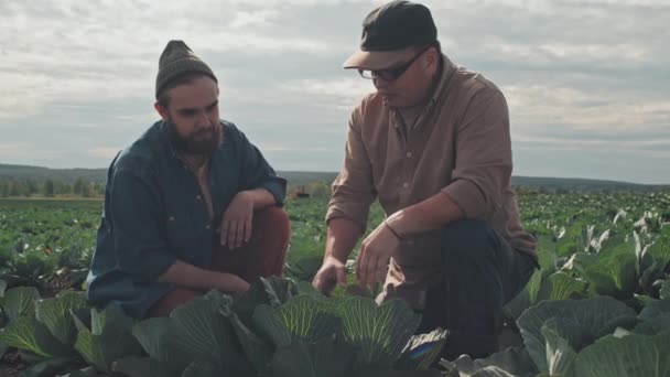 Střední Záběr Zralého Zemědělce Vysvětlující Nového Zaměstnance Jak Kontrolovat Škůdce — Stock video