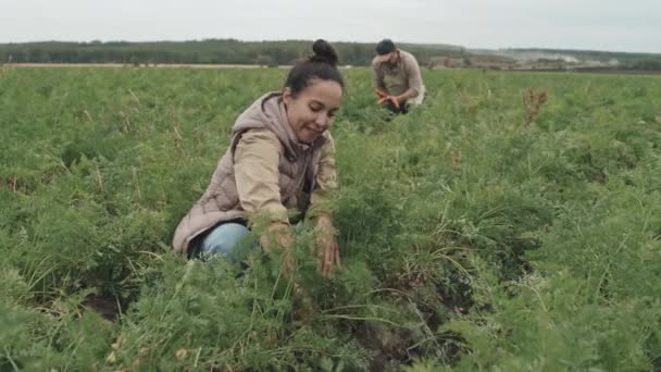 Ung Vuxen Kvinna Och Hennes Mogna Kollega Arbetar Grönsaksodling Fält — Stockvideo