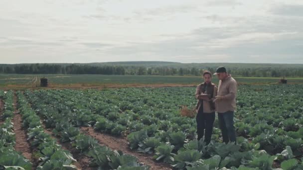 Hosszú Felvétel Érett Ázsiai Farmerről Fiatal Felnőtt Nőről Akik Káposztaföldön — Stock videók
