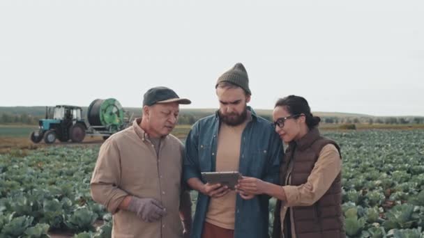 Ομάδα Τριών Εθνοτικά Ποικιλόμορφων Αγροτών Που Στέκονται Στο Χωράφι Λάχανα — Αρχείο Βίντεο