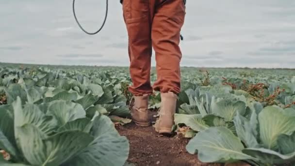 Low Section Tracking Shot Unrecognizable Young Farm Worker Spraying Cabbage — Stock Video