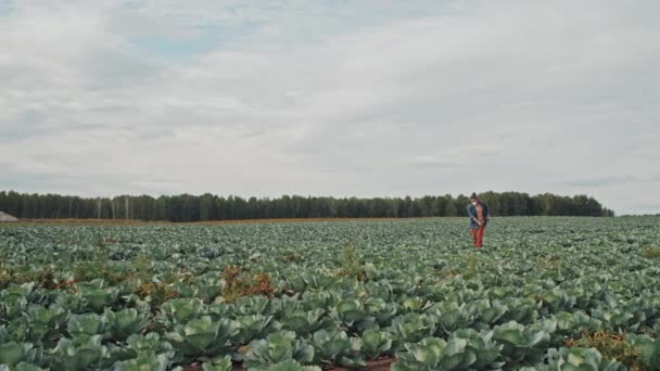 Extrême Long Métrage Jeune Homme Méconnaissable Travaillant Dans Champ Agricole — Video