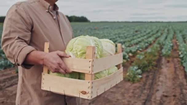 Середній Розріз Сучасного Зрілого Фермера Ходить Полю Несе Свіжу Капусту — стокове відео