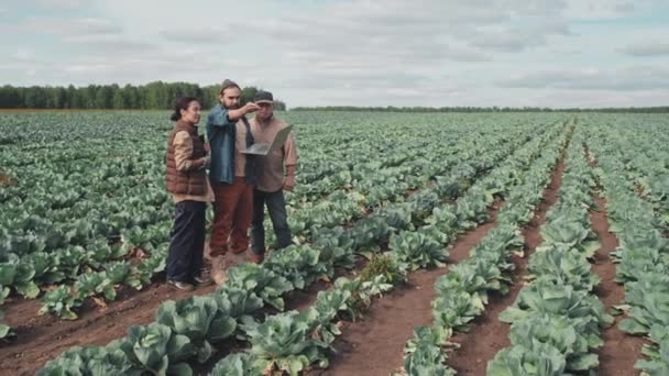 Група Трьох Сучасних Фермерів Стоять Разом Полі Капустяної Ферми Дивлячись — стокове відео
