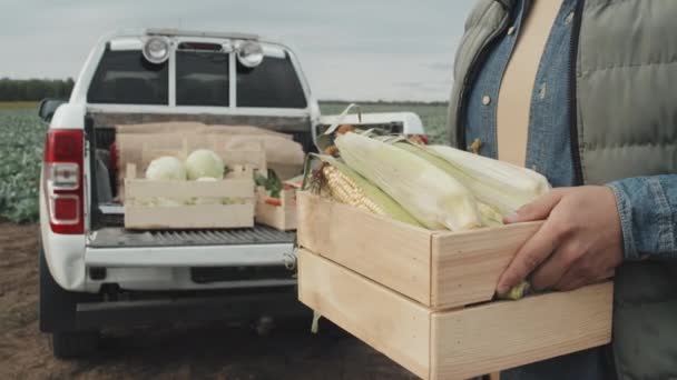 Unrecognizable Man Holding Wooden Box Full Fresh Corn Standing Farm — Stock Video