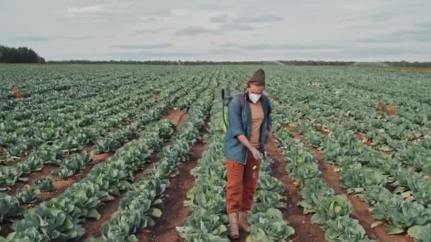 Long Shot Unrecognizable Young Man Wearing Protective Mask Spraying Cabbage — Stock Video
