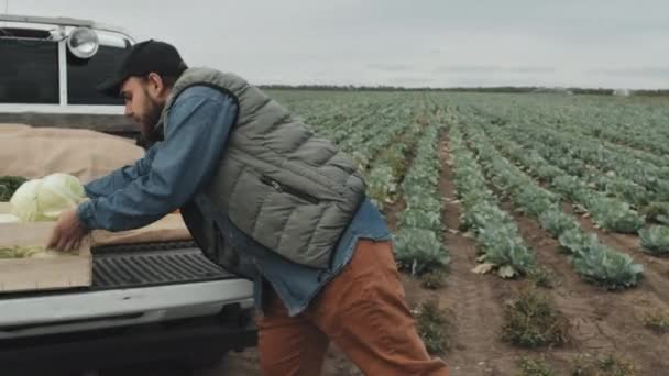 Střední Záběr Mladého Muže Nakupujícího Zeleninu Farmáře Nakládat Krabice Pickupu — Stock video