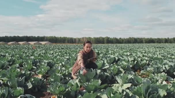 Mladá Dospělá Žena Pracující Poli Farmy Kontroluje Zdraví Kvalitu Zelinářských — Stock video