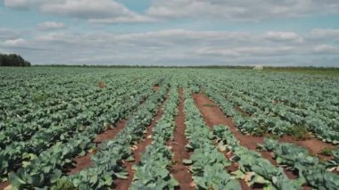 Yatay yüksek açı görüntüsü. Çiftlik arazisinde büyüyen lahanaların geniş açılı görüntüleri yok.