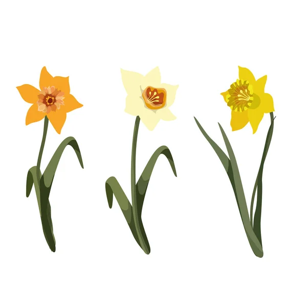 Narzissen Oder Jonquil Frühjahrspflanze Mit Gelben Blüten Und Blattlosem Stammvektorset — Stockvektor