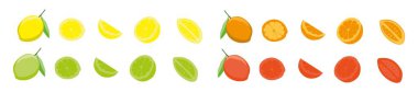 Beyaz arka planda taze narenciye. Portakal, limon, limon ve greyfurt. Tam, yarısı ve dilimlenmiş turunçgil. Vektör 