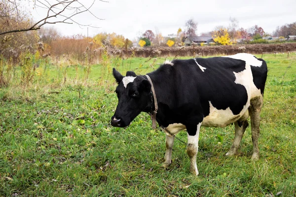 Uma Vaca Preta Branca Manchada Pastoreia Prado Verde Campo Paisagem — Fotografia de Stock