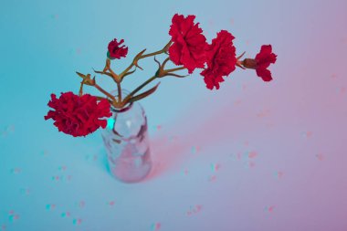Mavi ve pembe arka planda cam vazoda kırmızı karanfil buketi. Uzayı kopyala Çiçek tasarımı. Kartvizit modeli. Anma günü. Zarif bir tarz. Mutlu kutlamalar. Tatil dekoru. Üst görünüm düzlüğü.