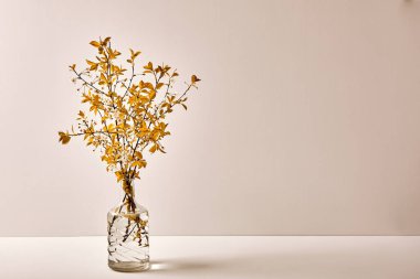 Beyaz zemin üzerinde sarı çiçek açan kiraz dalları olan cam vazo ve fotokopi alanı. Sonbahar çiçeği buketi. İç dekorasyon. Zarif bir kartvizit modeli. Anneler günü kartpostalı. Tazelik. Sıcak hava..