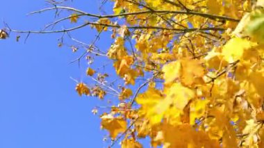 Sarı akçaağaç yaprakları mavi gökyüzü arka planında. Sonbahar manzarası. Doğanın parlak renkleri. Sonbahar yaprağı mevsimi detayları. Video görüntüleri. Güneşli bir gün. Hava tahmini. Keyfin yerinde. Yukarıya bak. Uzayı kopyala Yaşam.