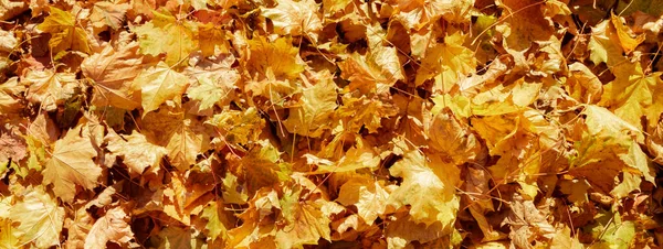 Yellow Orange Autumn Maple Leaves Background Leaf Fall Nature Texture — Stock Photo, Image