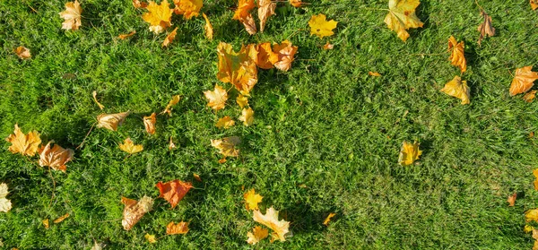 Green Grass Red Yellow Orange Fallen Maple Leaves Beautiful Lawn — Stock Photo, Image