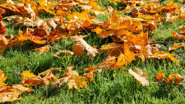 Green Grass Red Yellow Orange Fallen Maple Leaves Beautiful Lawn — Stock Photo, Image