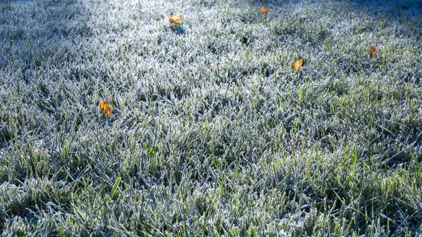 Первое Утро Мороз Зеленой Траве Сухие Опавшие Кленовые Листья Газон — стоковое фото