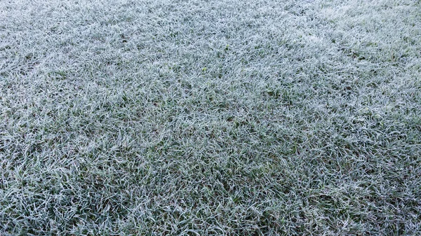 Ранкова Роса Замерзла Зеленій Траві Перший Мороз Підготовка Газону Зимівлі — стокове фото