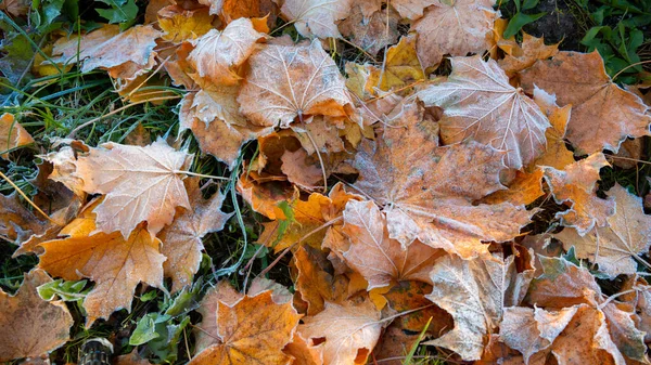 First Morning Frost Dry Fallen Maple Leaves Close Copy Space — Stock Photo, Image