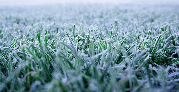 Ранкова Роса Замерзла Зеленій Траві Перший Мороз Підготовка Газону Зимівлі — стокове фото