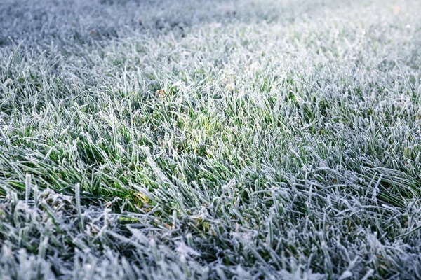 Morgentau Fror Auf Einem Grünen Gras Erster Frost Vorbereitung Des — Stockfoto