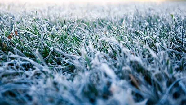Morgentau Fror Auf Einem Grünen Gras Erster Frost Vorbereitung Des — Stockfoto