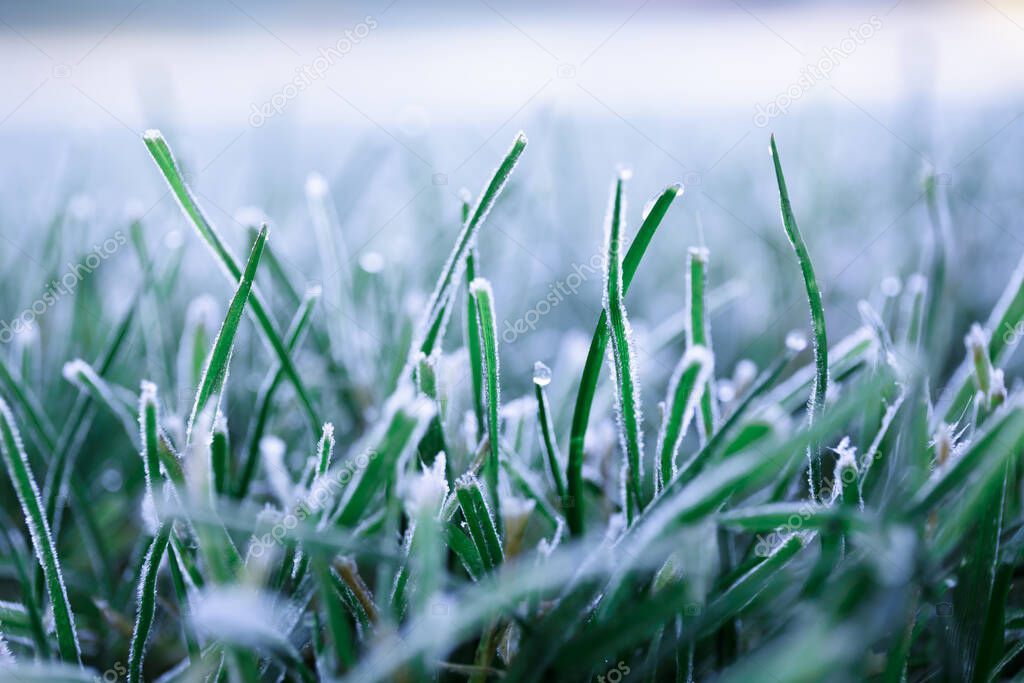 Morning dew froze on a green grass. First frost. Preparing the lawn for wintering. Close-up. Copy space. Banner. Late autumn. Conceptual background of weather forecast. Nature detail. Winter season.