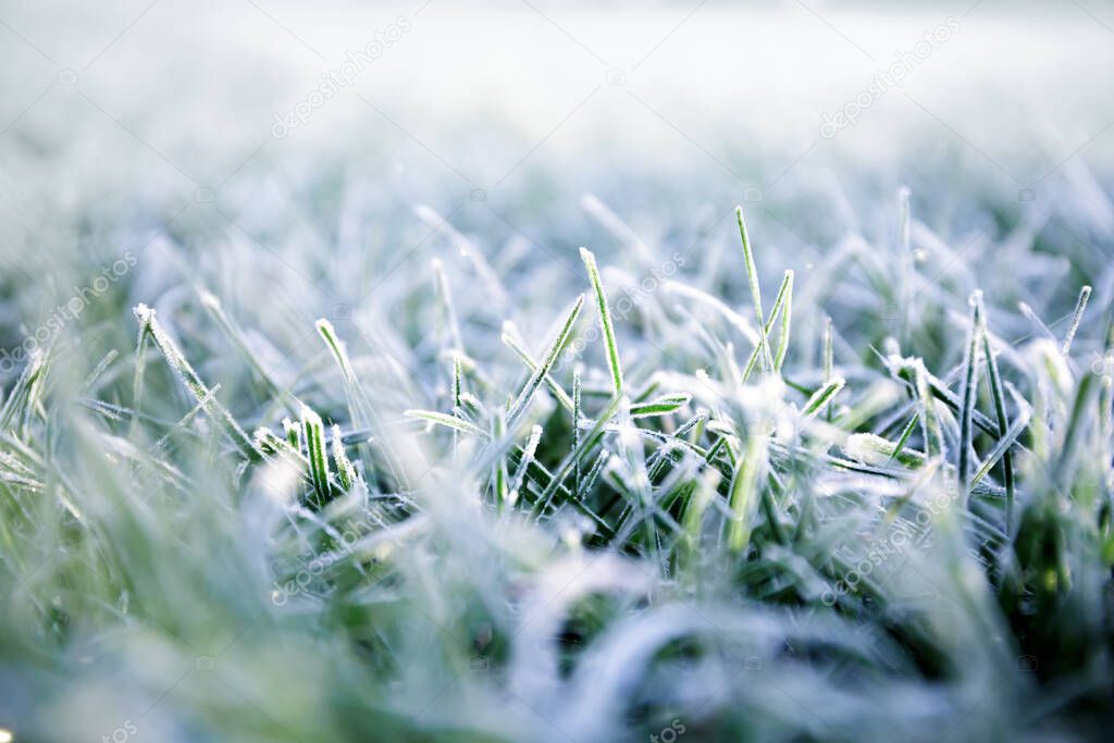 Morning dew froze on a green grass. First frost. Preparing the lawn for wintering. Close-up. Copy space. Banner. Late autumn. Conceptual background of weather forecast. Nature detail. Winter season.