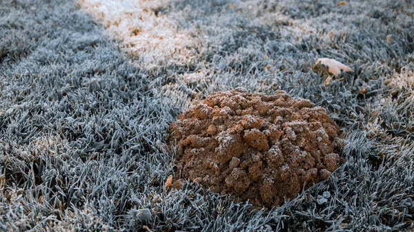 Foro Talpa Sul Prato Gelo Una Grande Molecola Sull Erba — Foto Stock