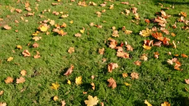 Suché Žluté Javorové Listy Zeleném Travnatém Pozadí Ořezávaný Trávník Podzimní — Stock video